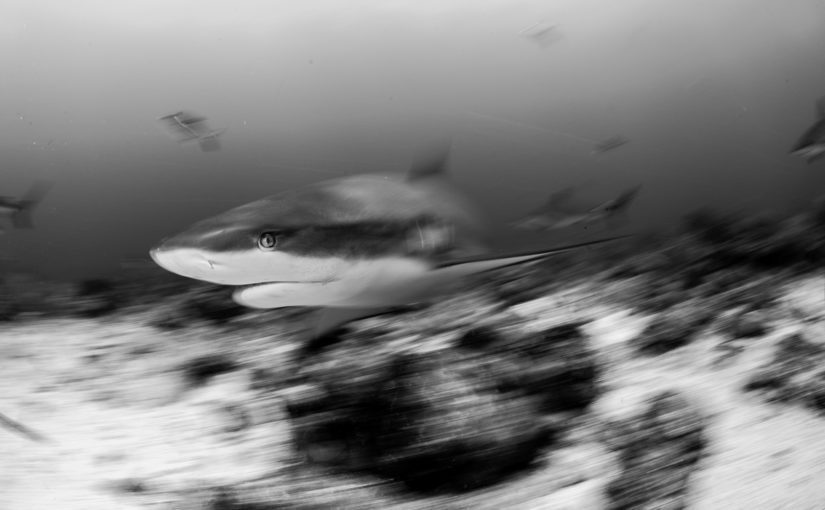 Shark Dive- Cara a Cara